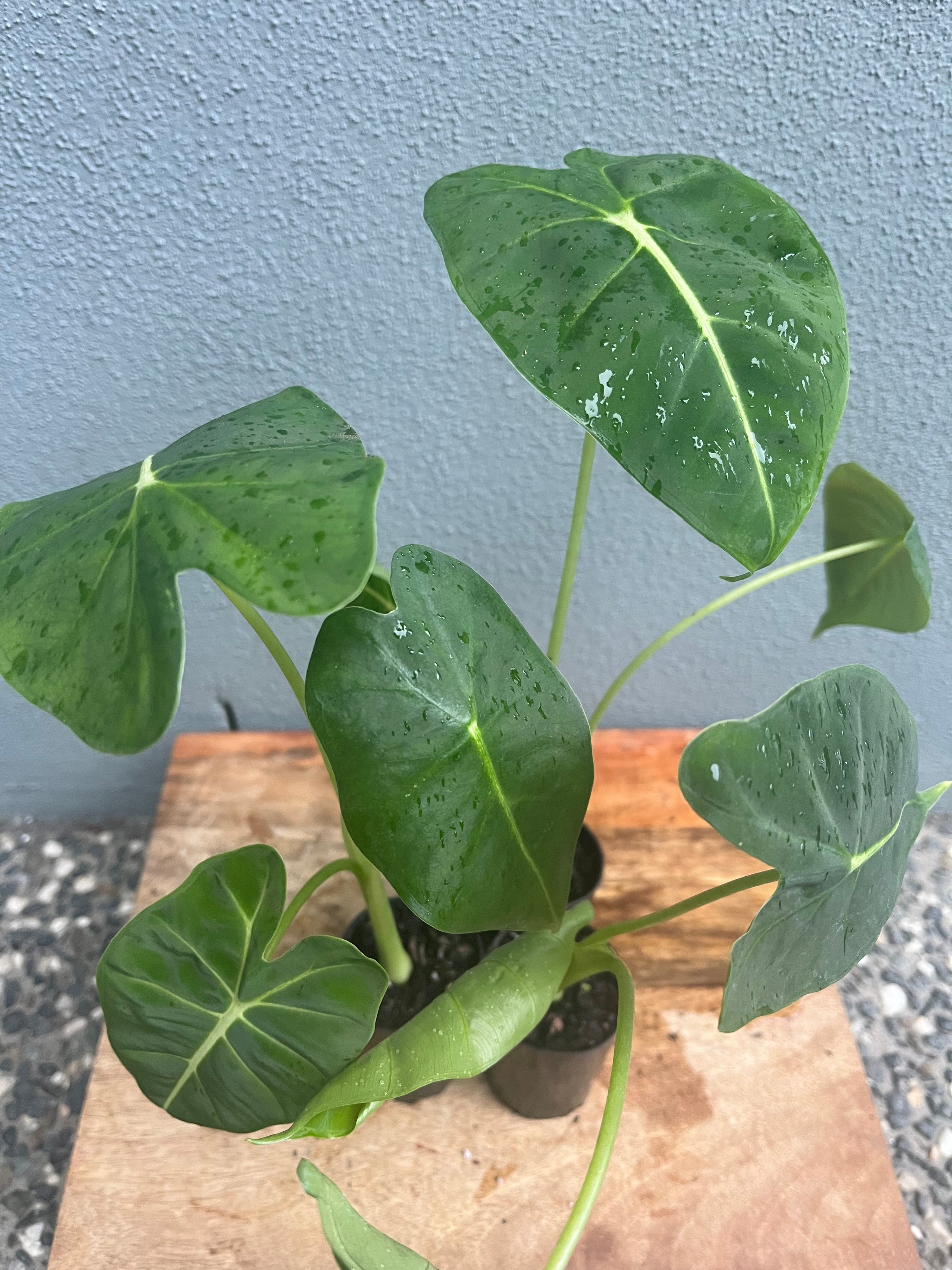 Alocasia Micholitziana Frydek or Green Velvet Plantiful Therapy